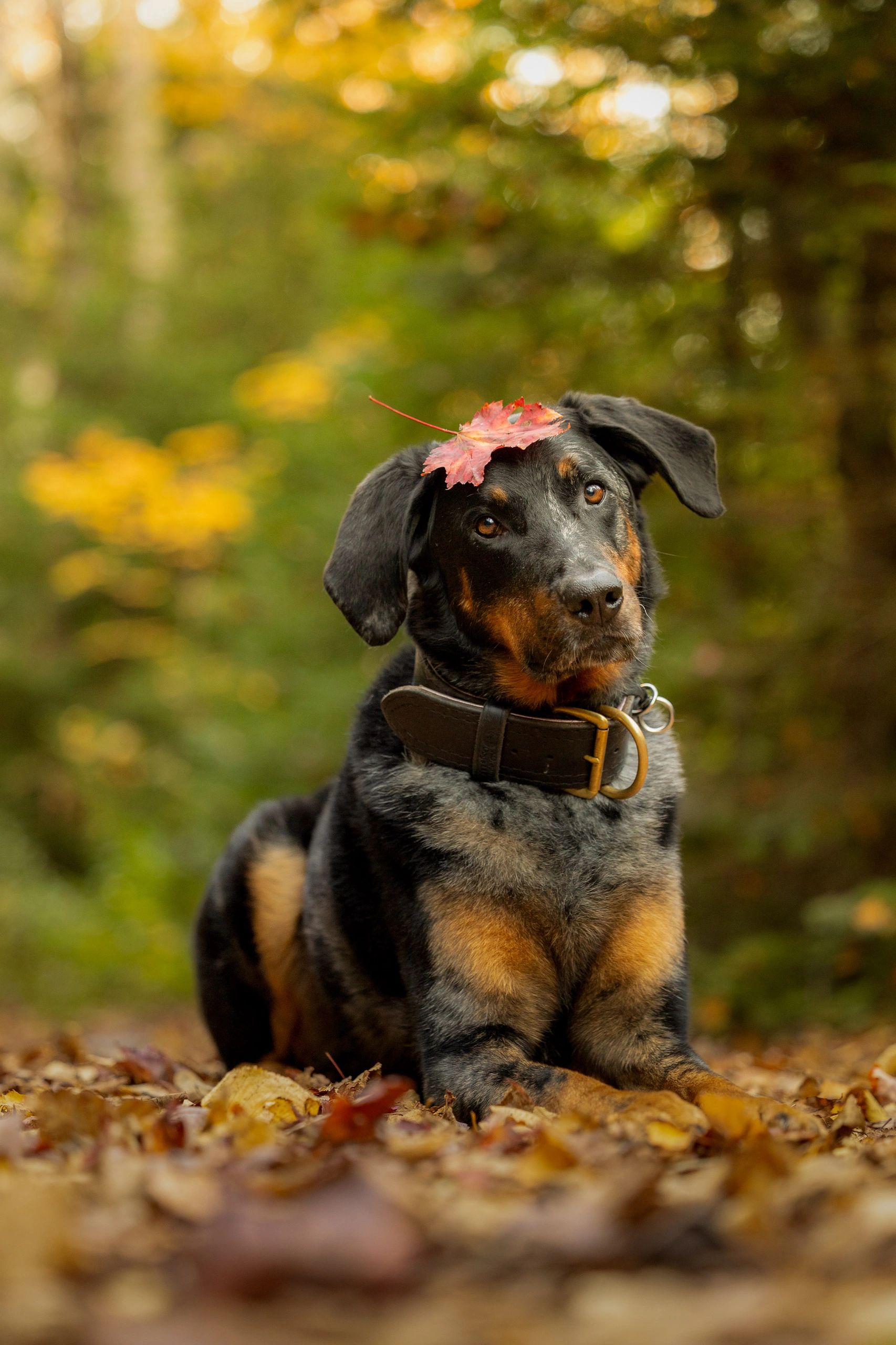 Autumn pet portrait with fall foliage